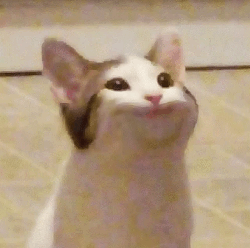 popcat
